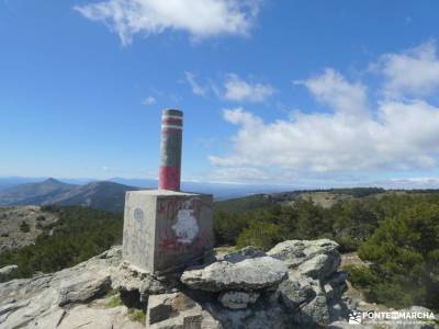 Pinar de Abantos y Zona de la Herrería del Real Sitio de San Lorenzo de El Escorial;arboles de monta